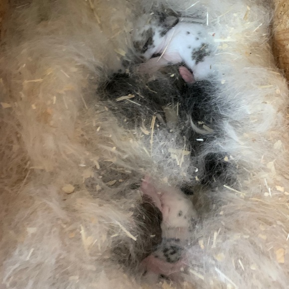 Meet your Posher, Benjamin - Picture 1 of 1